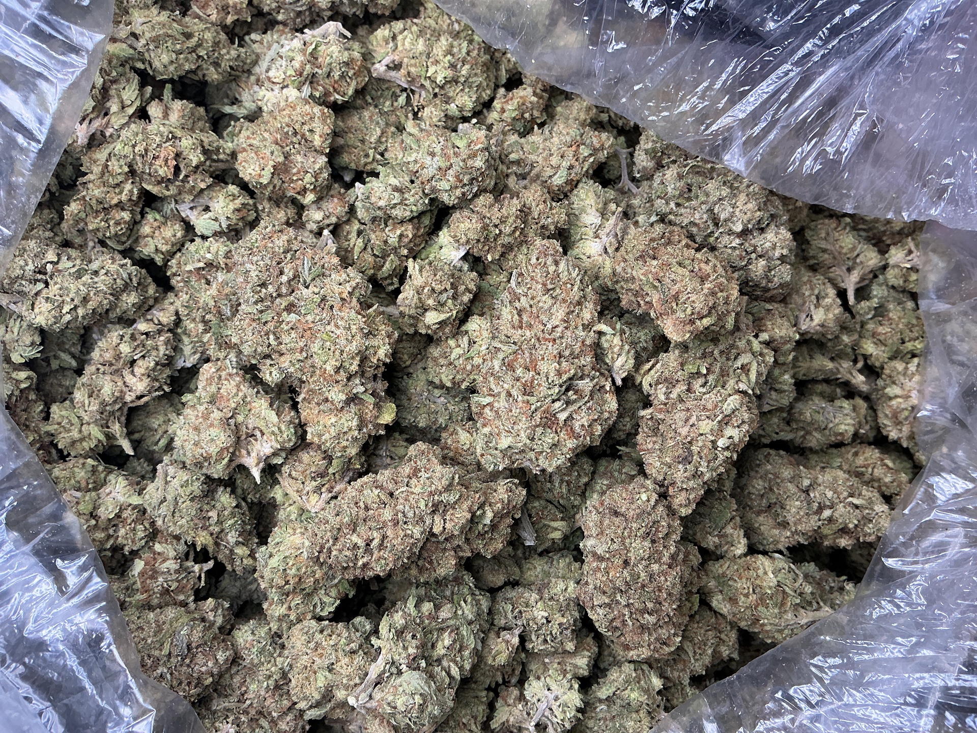 Blueberry Banana THCa Flower (Indoor) / 7 Grams (1/4)